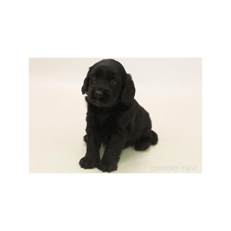 成約済の神奈川県のミックス犬-403952の1枚目